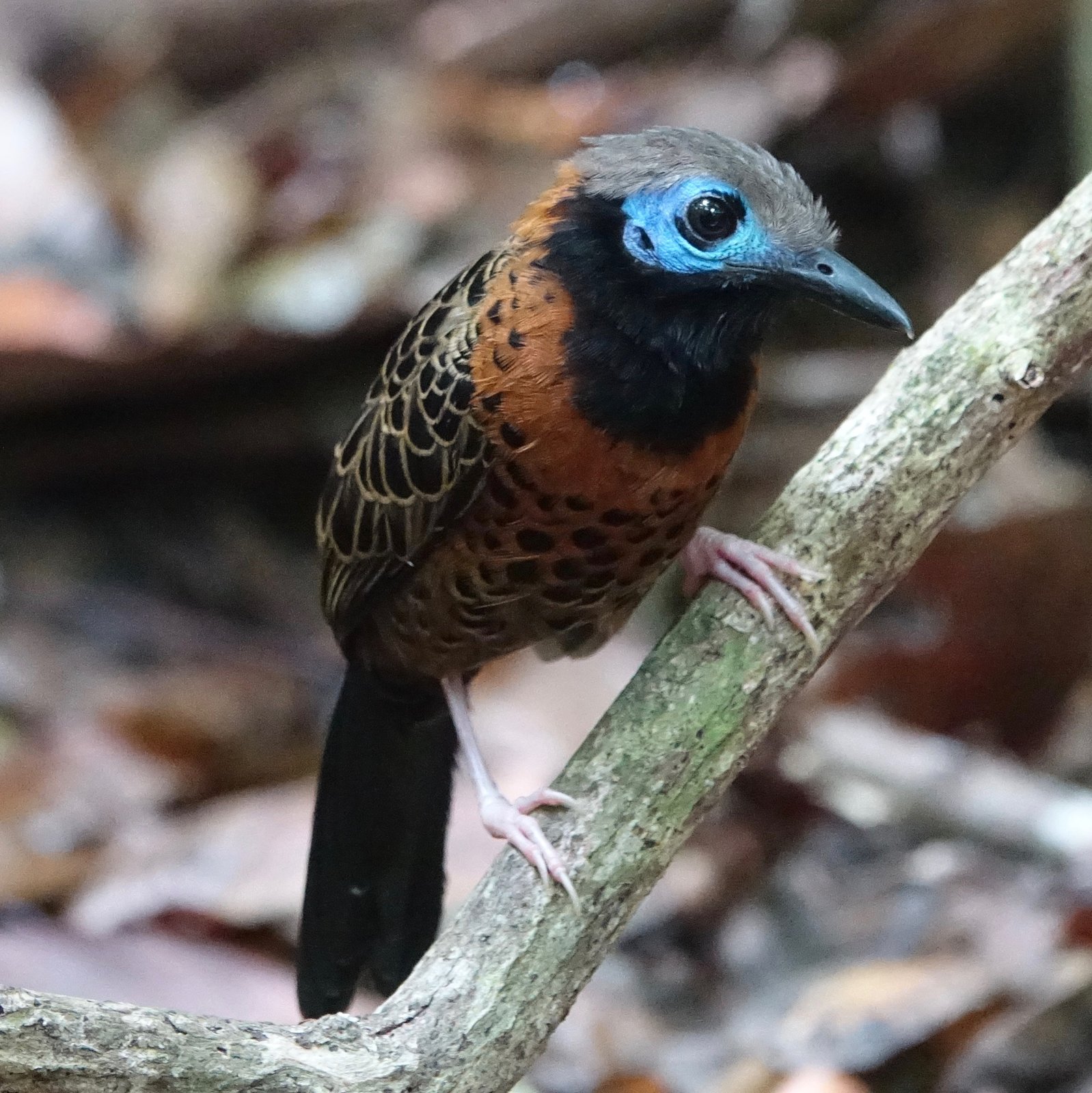McLeannans miervogel (Phaenostictus mcleannani)