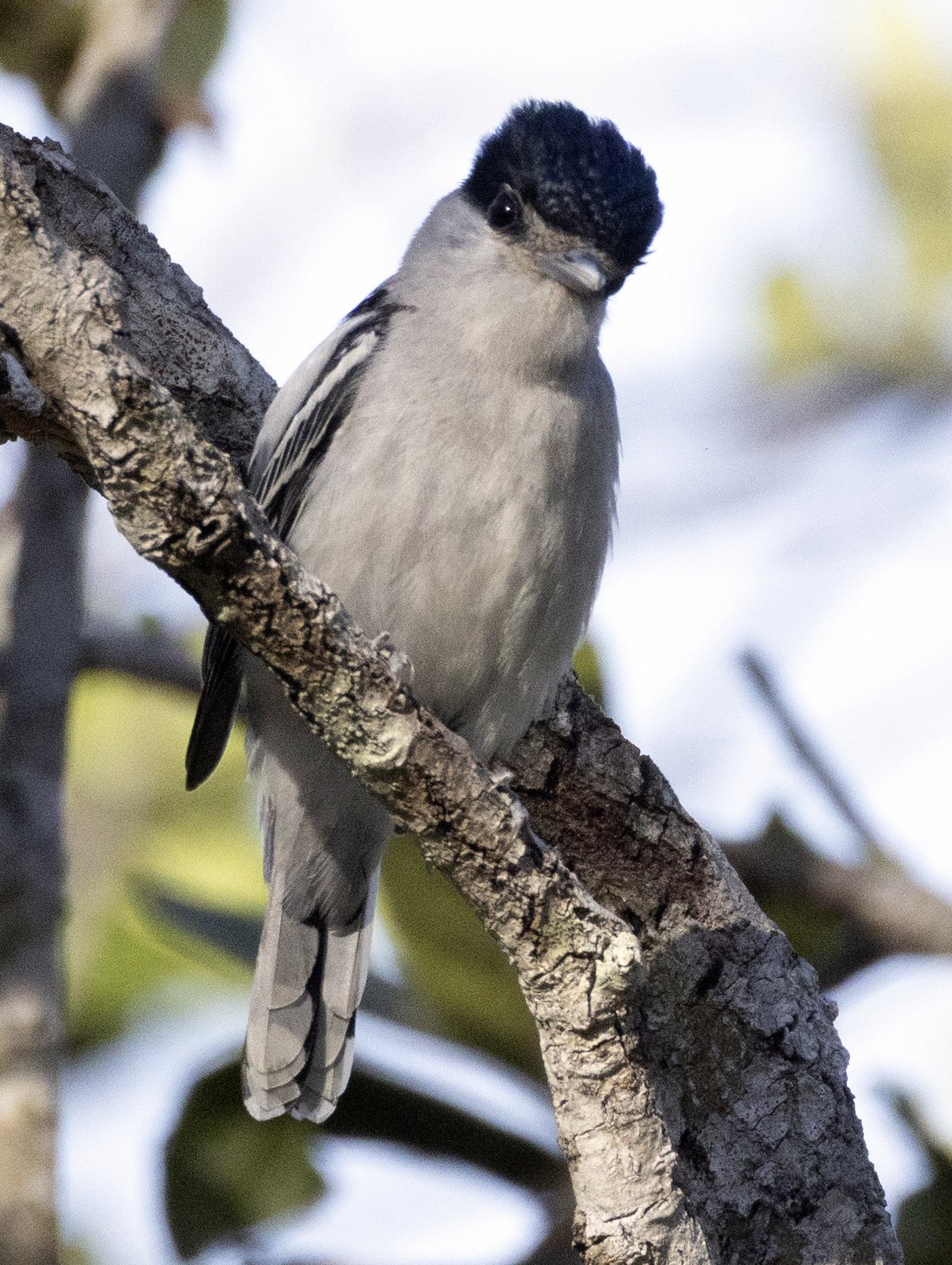 Mexicaanse bekarde (Pachyramphus major)