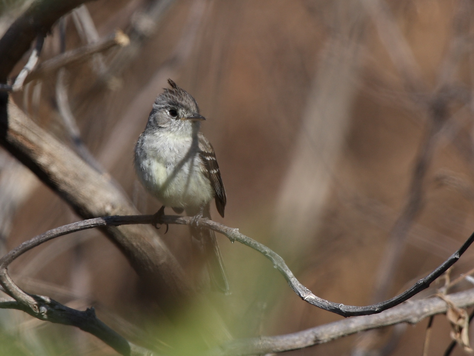 Mexicaanse kuiftiran (Xenotriccus mexicanus)