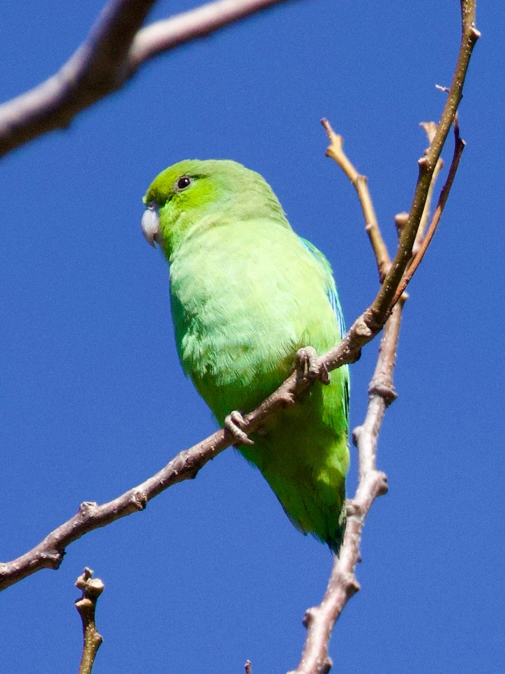 Mexicaanse muspapegaai (Forpus cyanopygius)