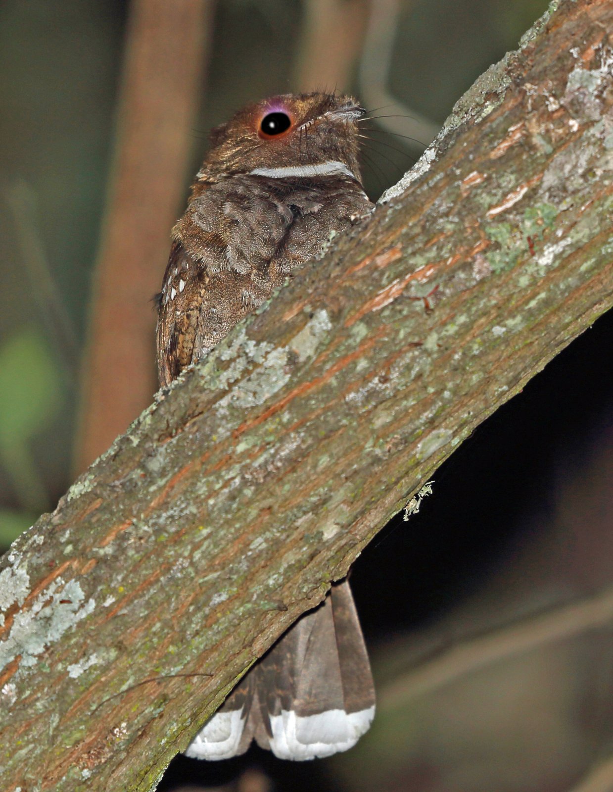Mexicaanse poorwill (Nyctiphrynus mcleodii)