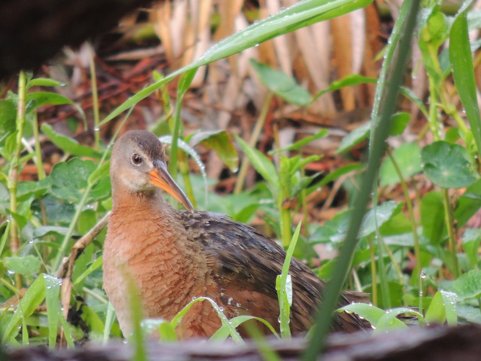 Mexicaanse ral (Rallus tenuirostris)