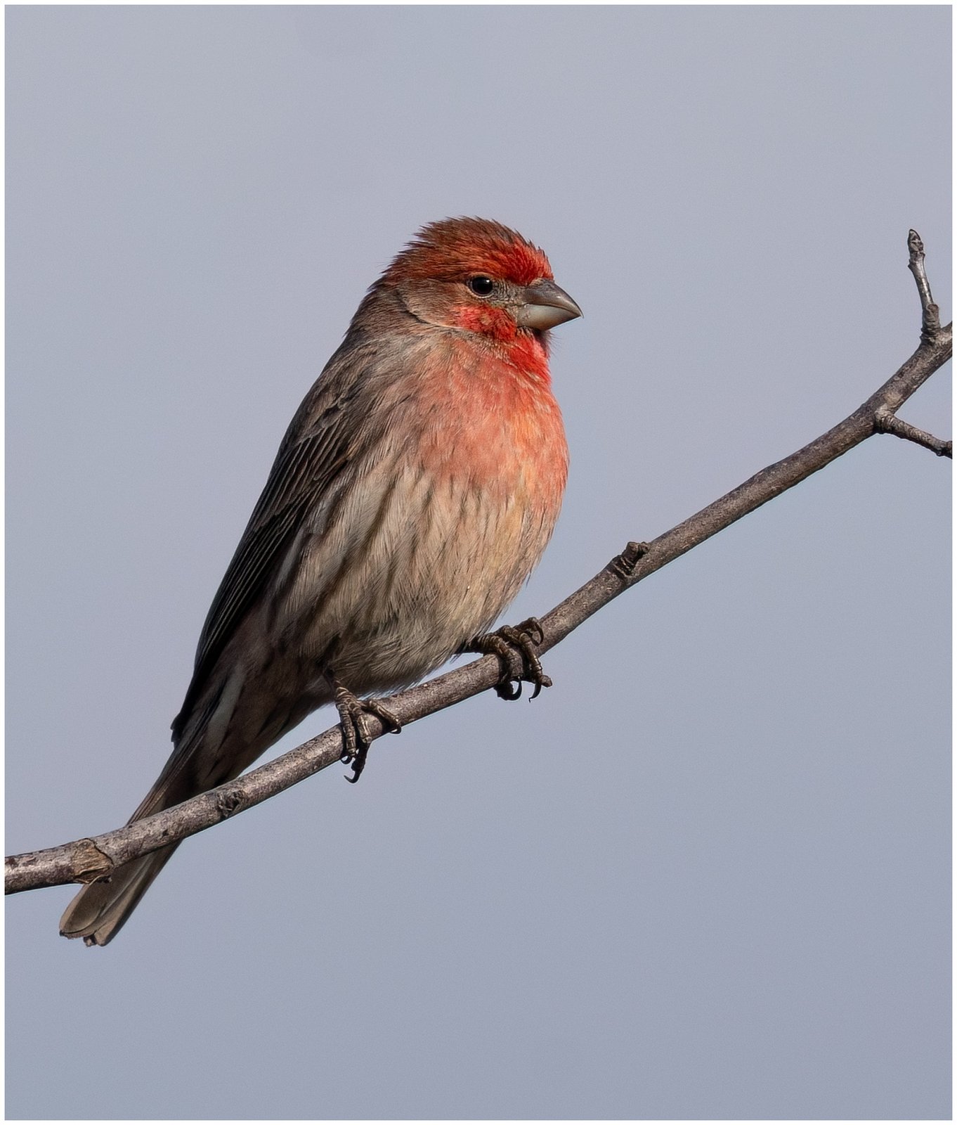 Mexicaanse roodmus (Haemorhous mexicanus)