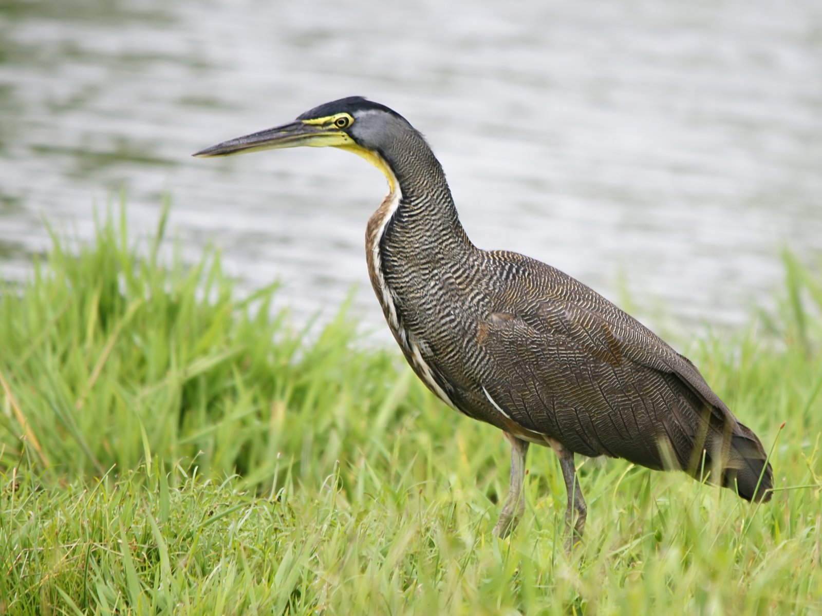 Mexicaanse tijgerroerdomp (Tigrisoma mexicanum)