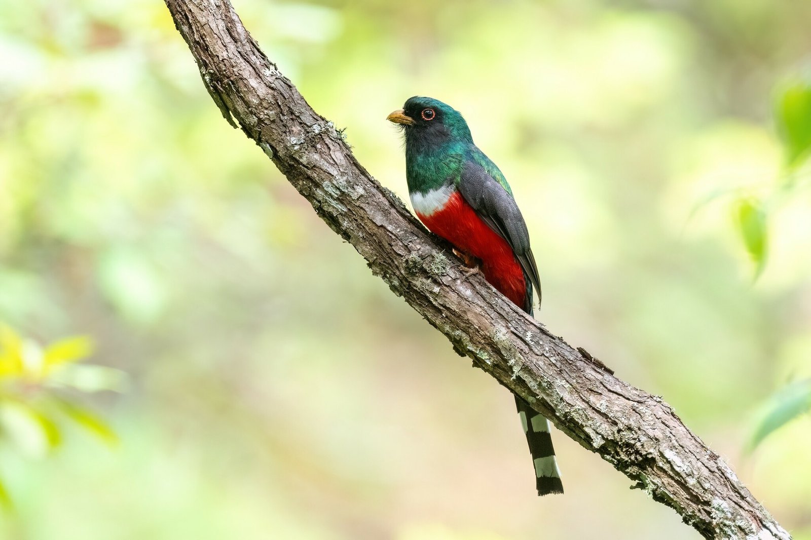 Mexicaanse trogon (Trogon mexicanus)