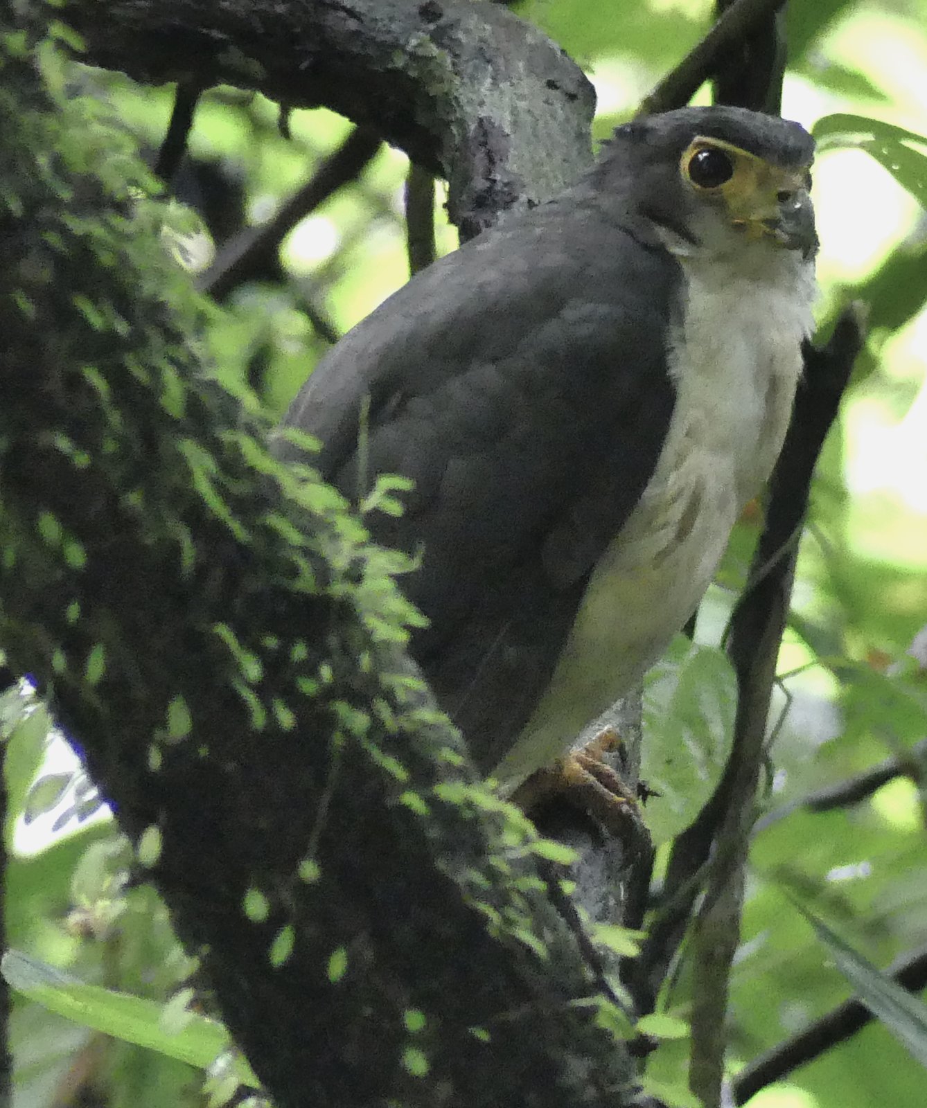 Mirandolles bosvalk (Micrastur mirandollei)