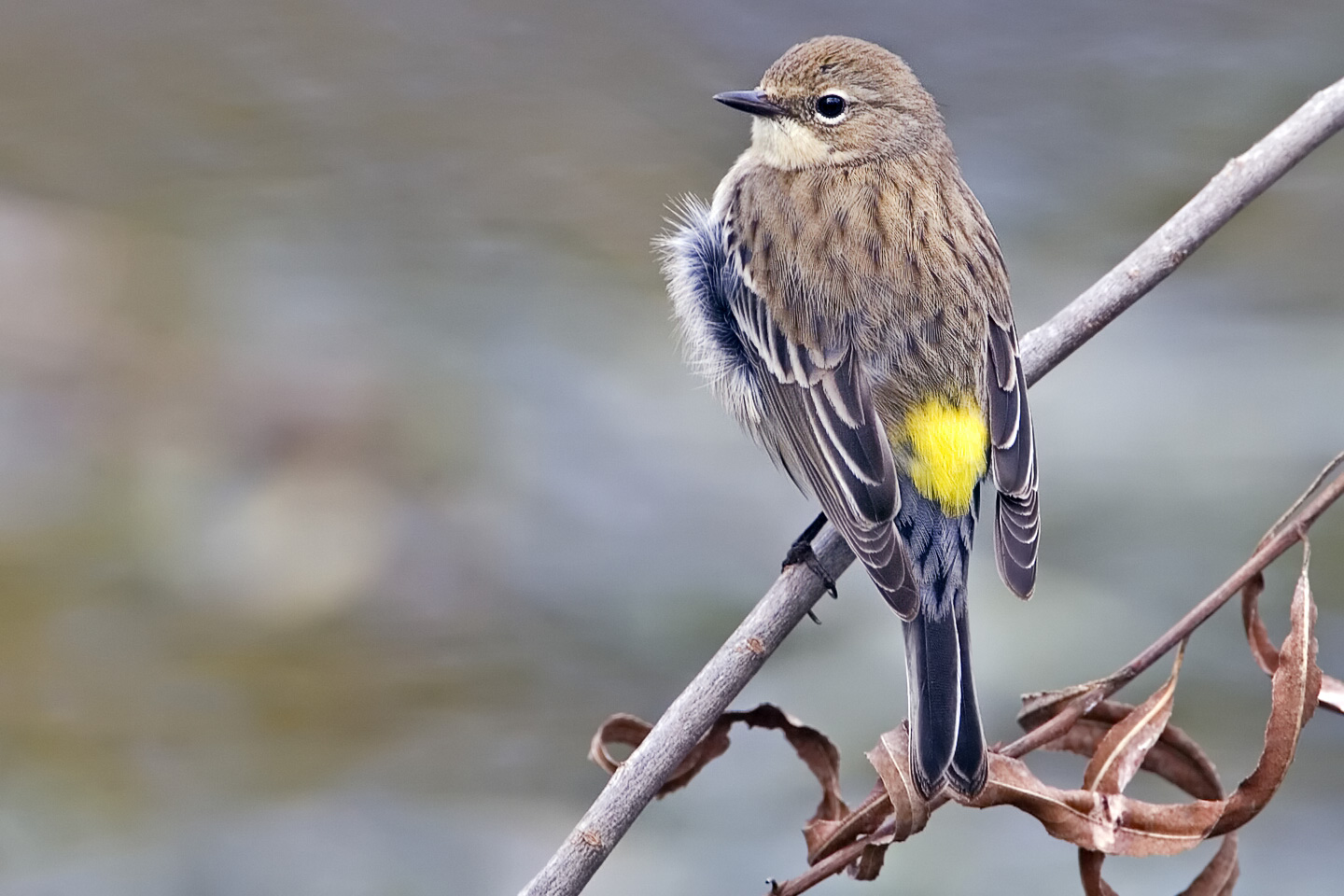 Mirtezanger (Setophaga coronata)