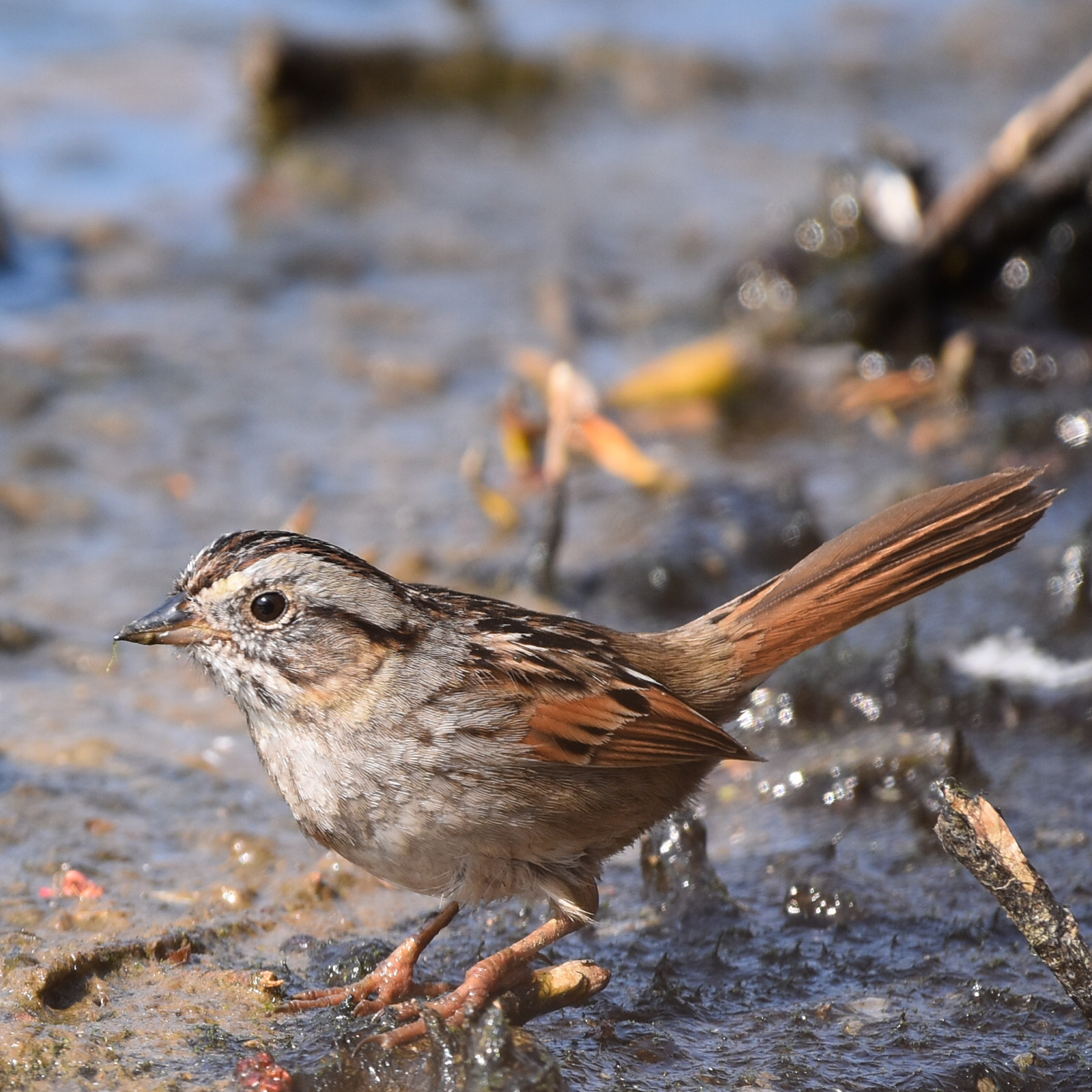 Moerasgors (Melospiza georgiana)