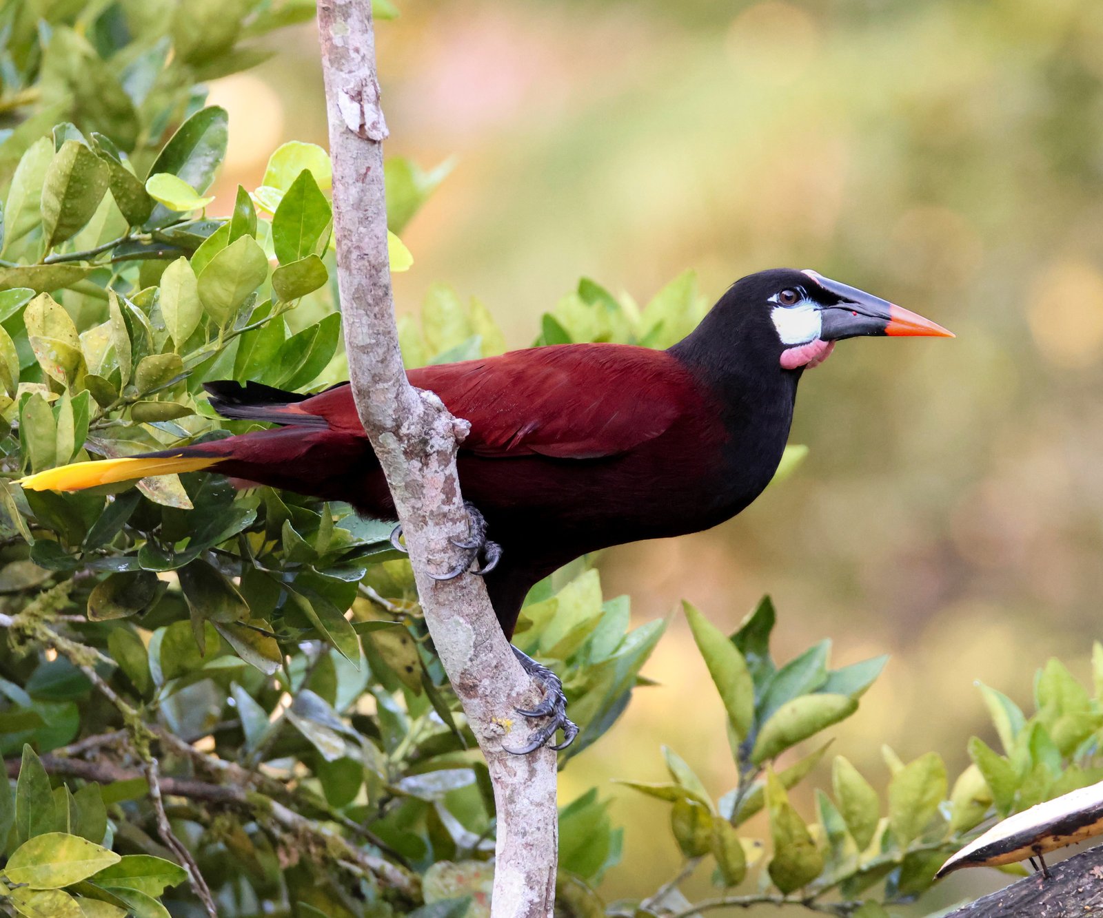 Montezuma-oropendola (Psarocolius montezuma)