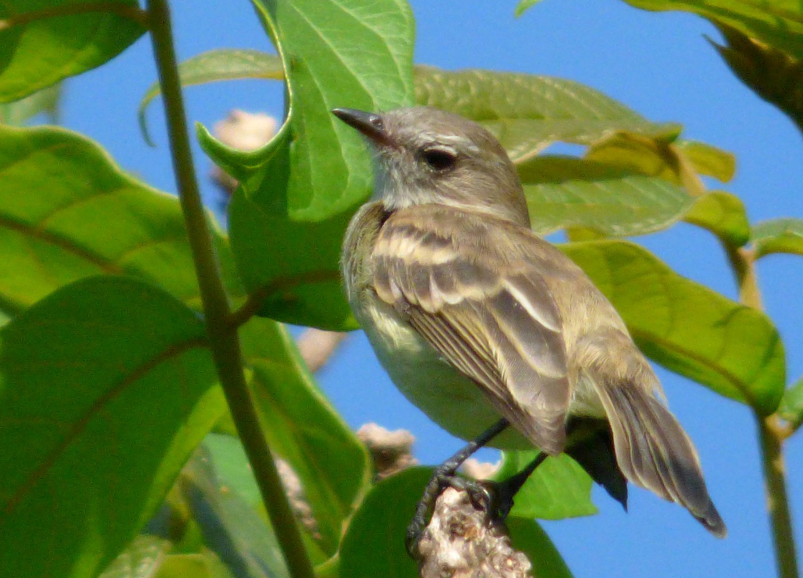 Muisgrijze vliegenpikker (Nesotriccus murinus)