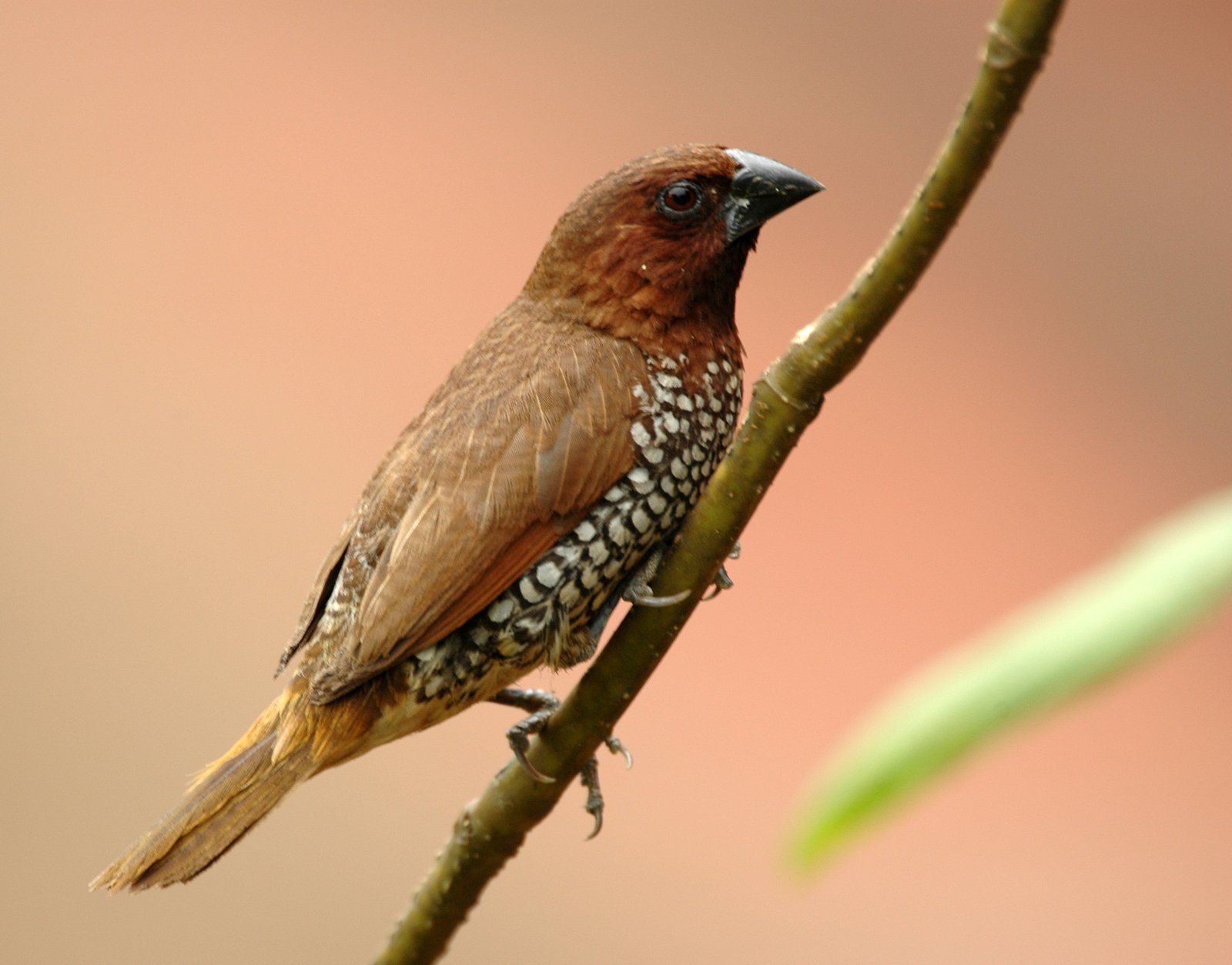 Muskaatvink (Lonchura punctulata)