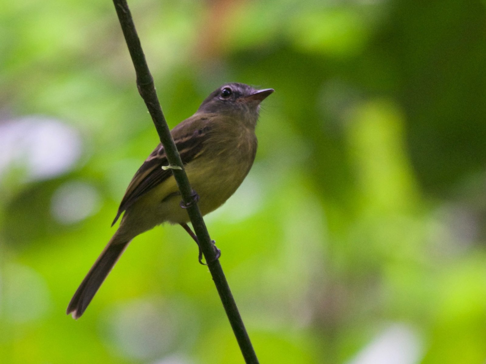 Nelsons tiran (Aphanotriccus audax)