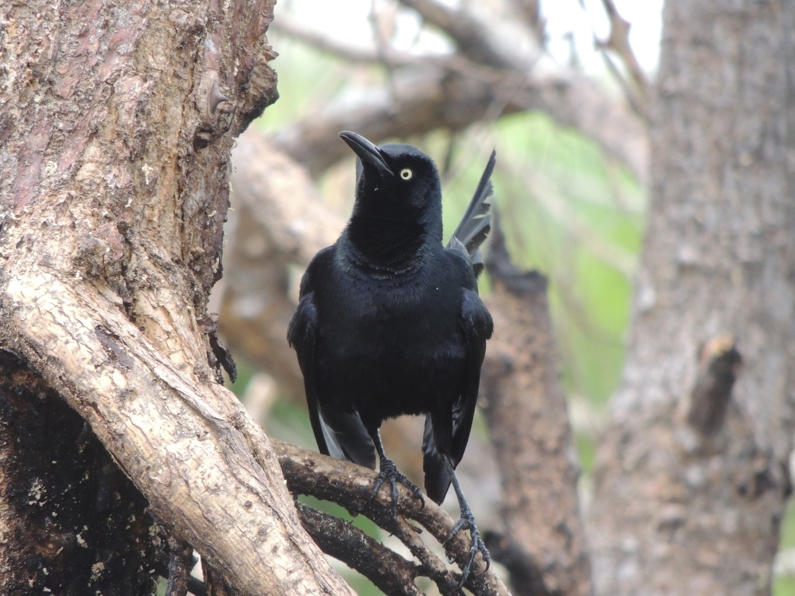 Nicaraguaanse troepiaal (Quiscalus nicaraguensis)