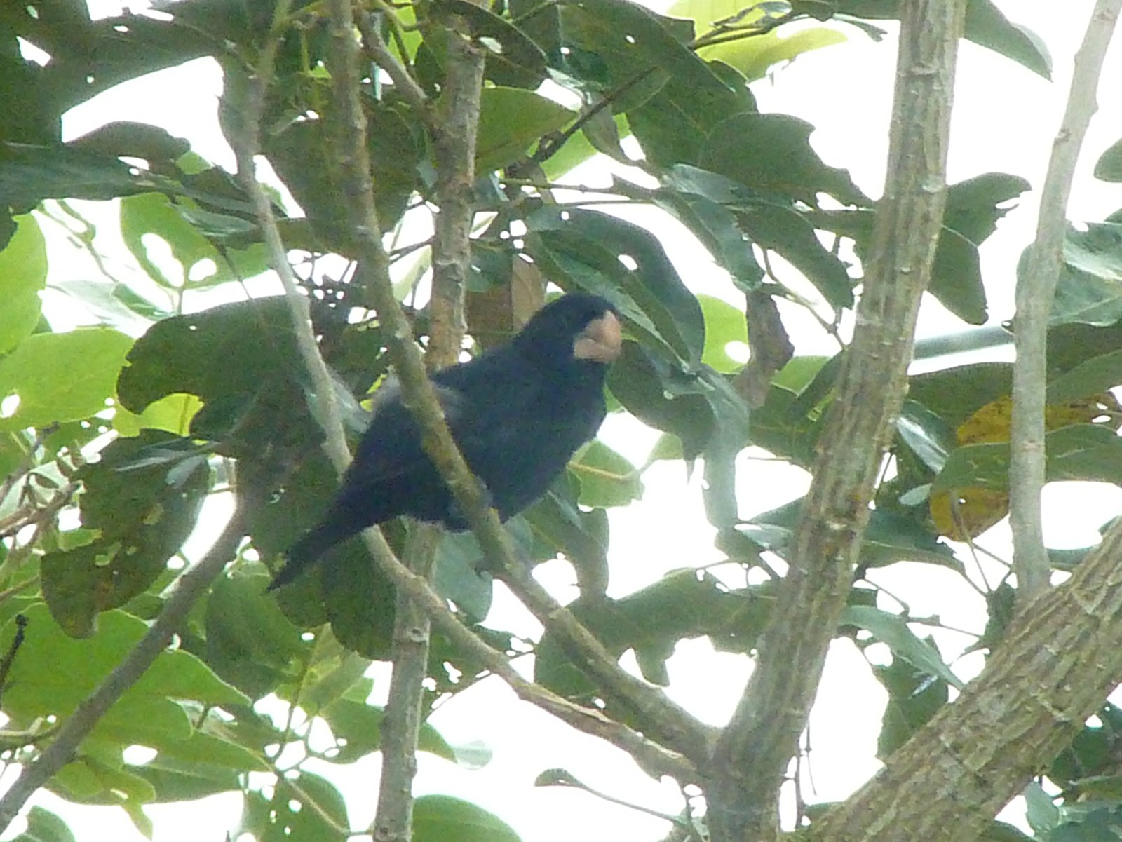 Nicaraguaanse zaadkraker (Sporophila nuttingi)