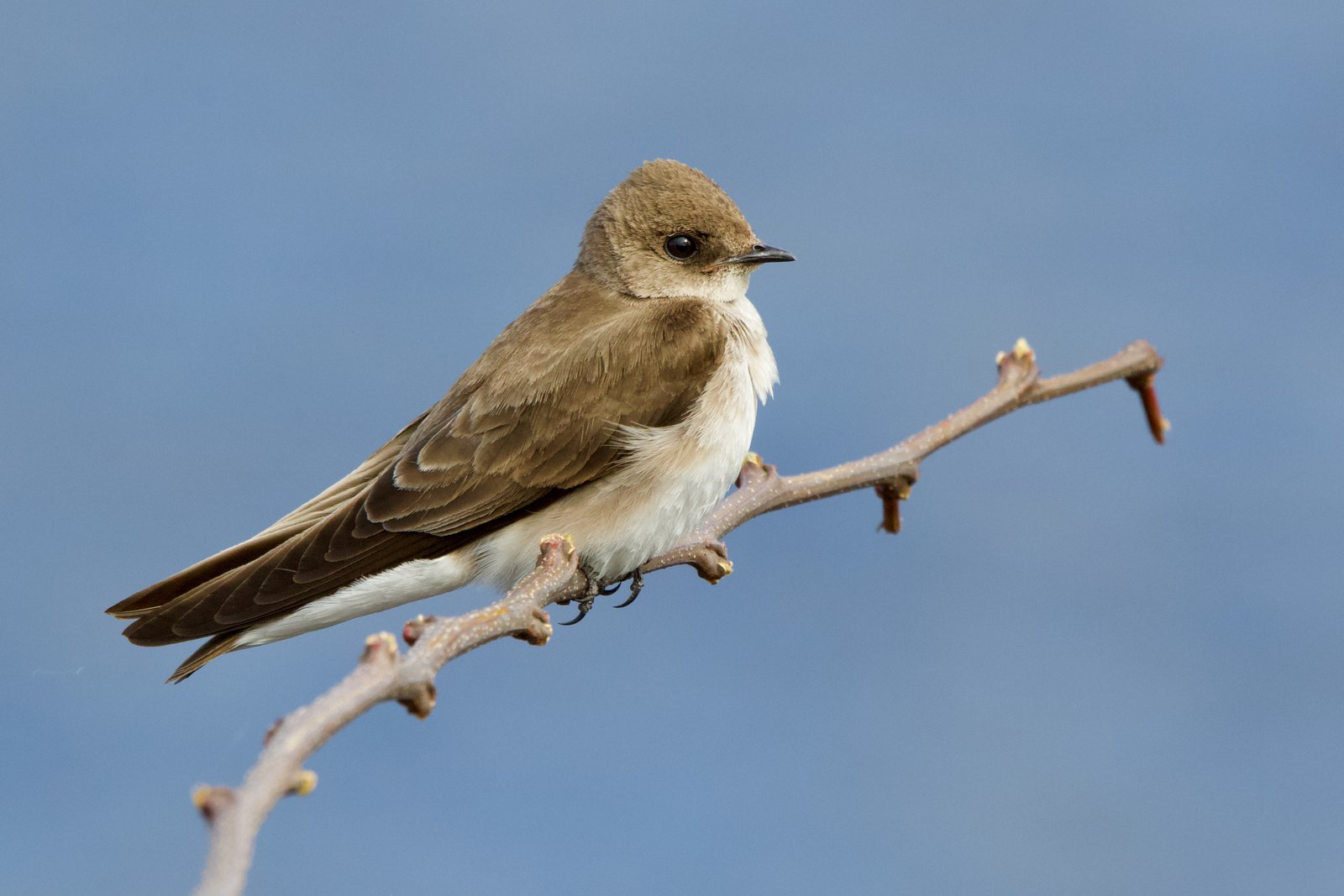 Noord-Amerikaanse ruwvleugelzwaluw (Stelgidopteryx serripennis)