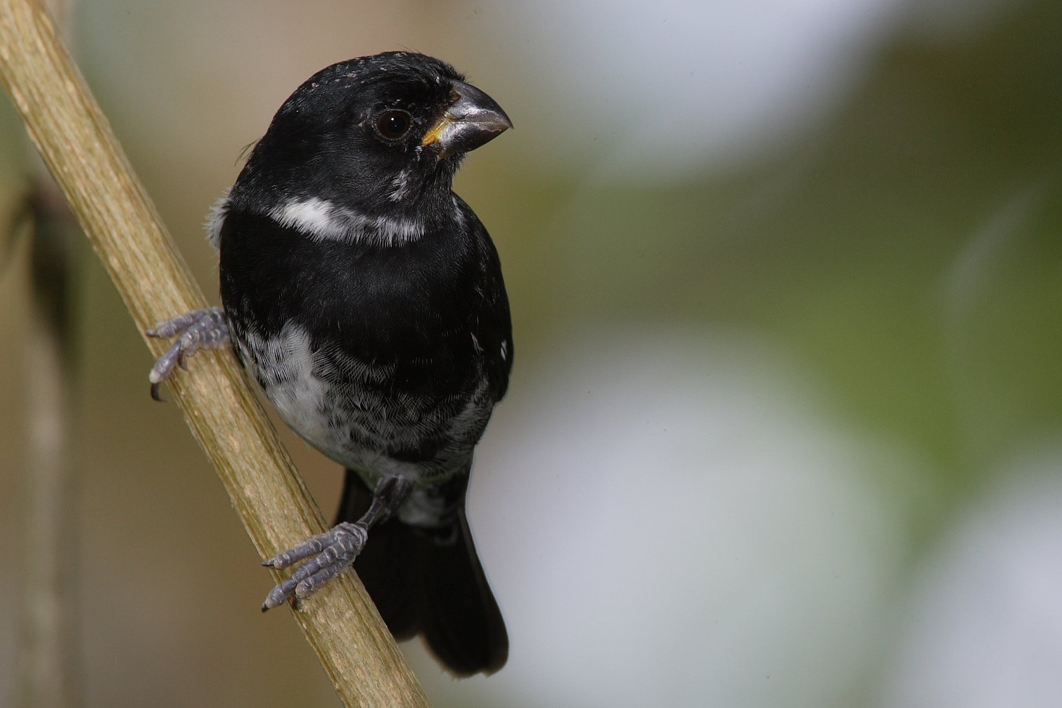 Noordelijk bont dikbekje (Sporophila corvina)
