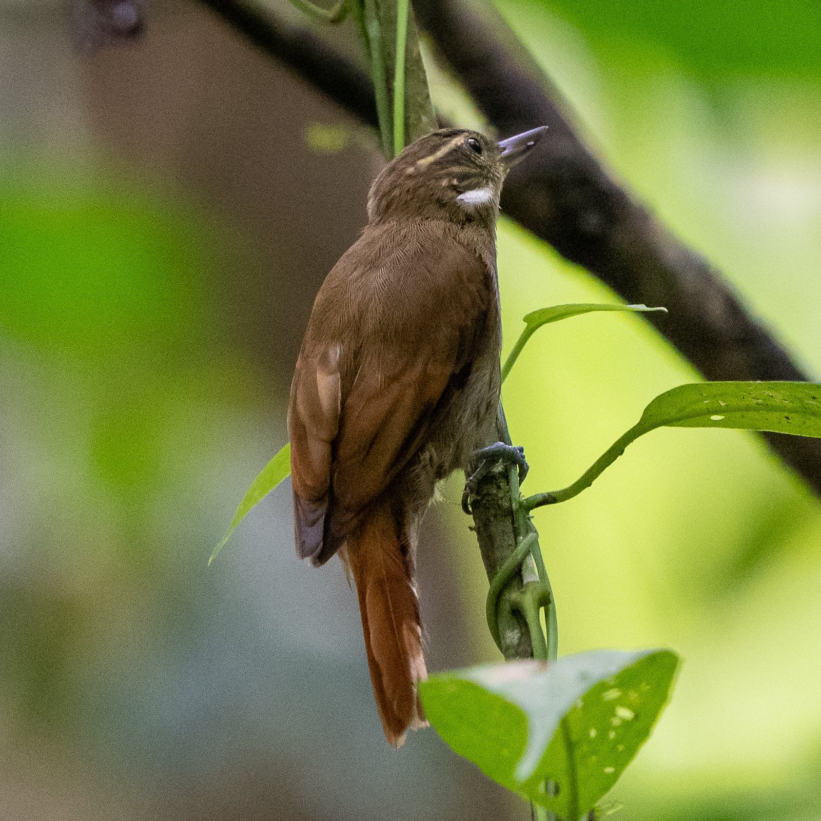 Noordelijke effen xenops (Xenops mexicanus)