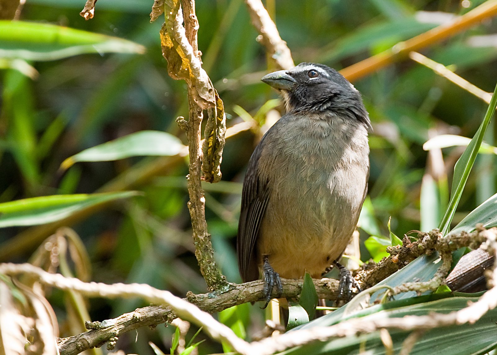 Noordelijke grijze saltator (Saltator grandis)