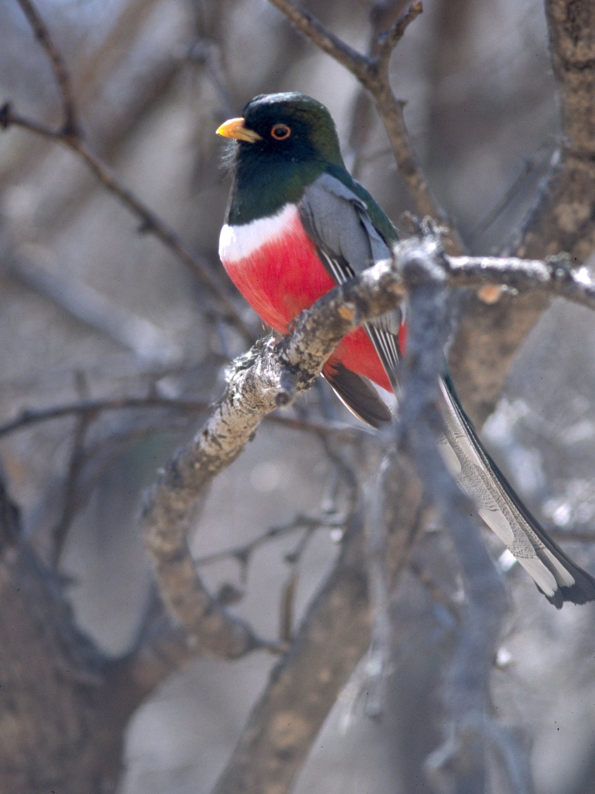 Noordelijke koperstaarttrogon (Trogon ambiguus)
