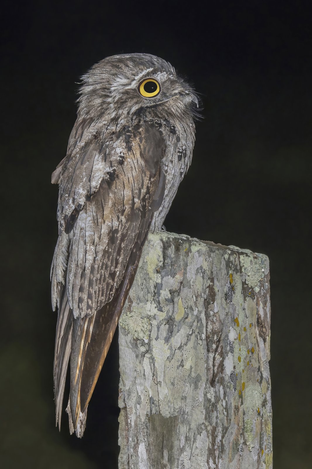 Noordelijke reuzennachtzwaluw (Nyctibius jamaicensis)