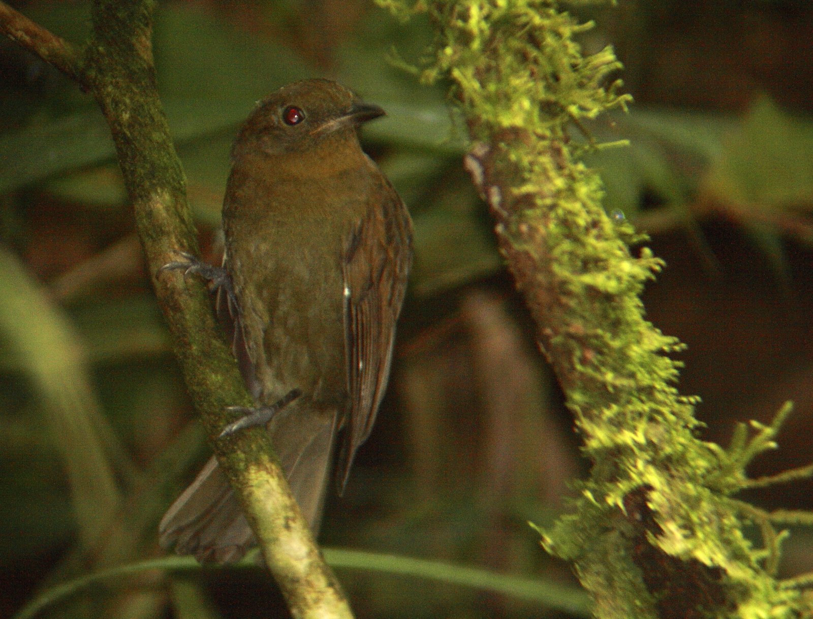 Noordelijke schiffornis (Schiffornis veraepacis)