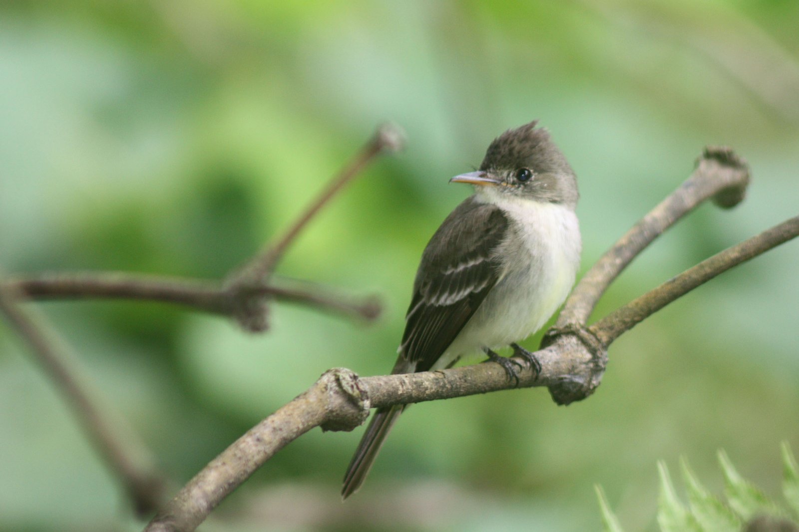 Noordelijke Spix' piewie (Contopus bogotensis)