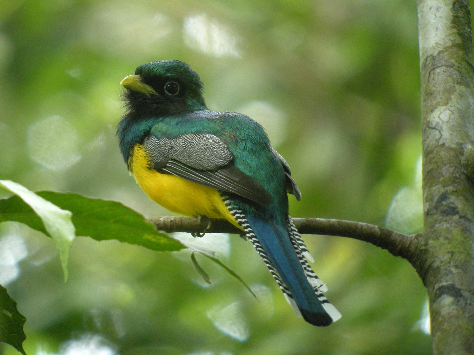 Noordelijke zwartkeeltrogon (Trogon tenellus)