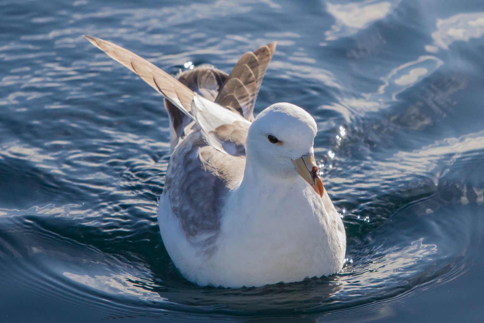 Noordse stormvogel (Fulmarus glacialis)