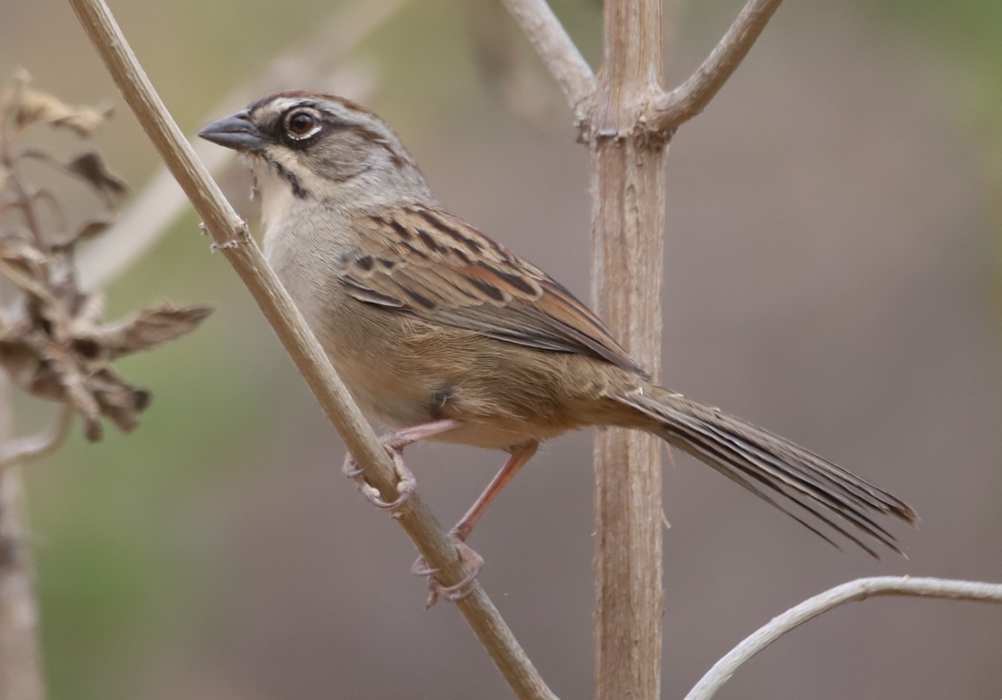 Oaxacagors (Aimophila notosticta)