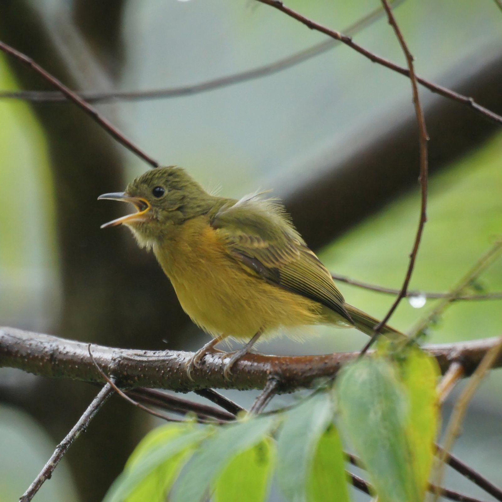 Okerbuikpipratiran (Mionectes oleagineus)