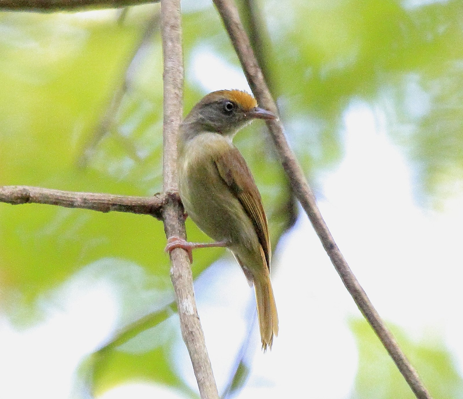 Okerkapvireo (Tunchiornis ochraceiceps)