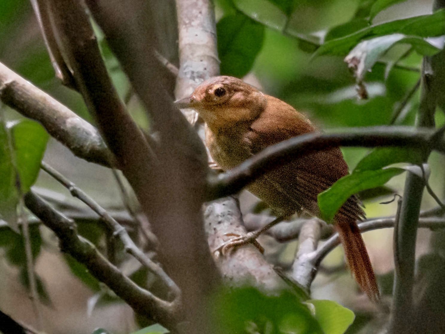 Okerkeelbladspeurder (Automolus ochrolaemus)