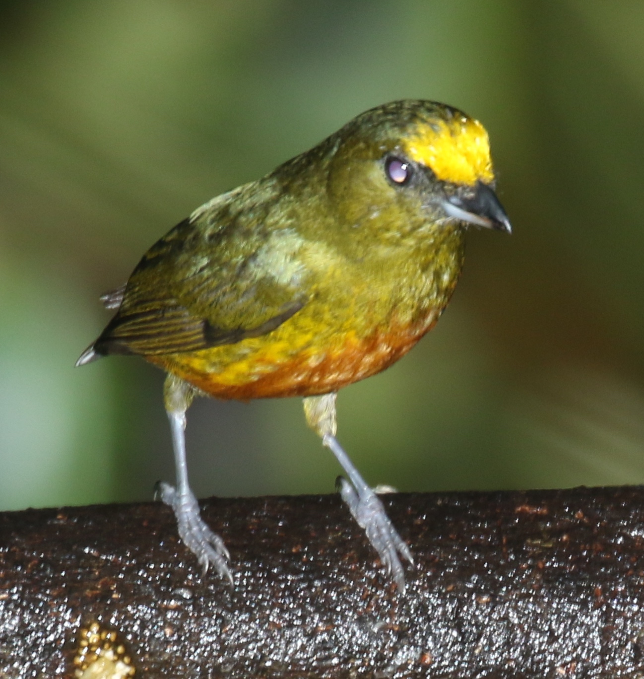 Olijfrugorganist (Euphonia gouldi)