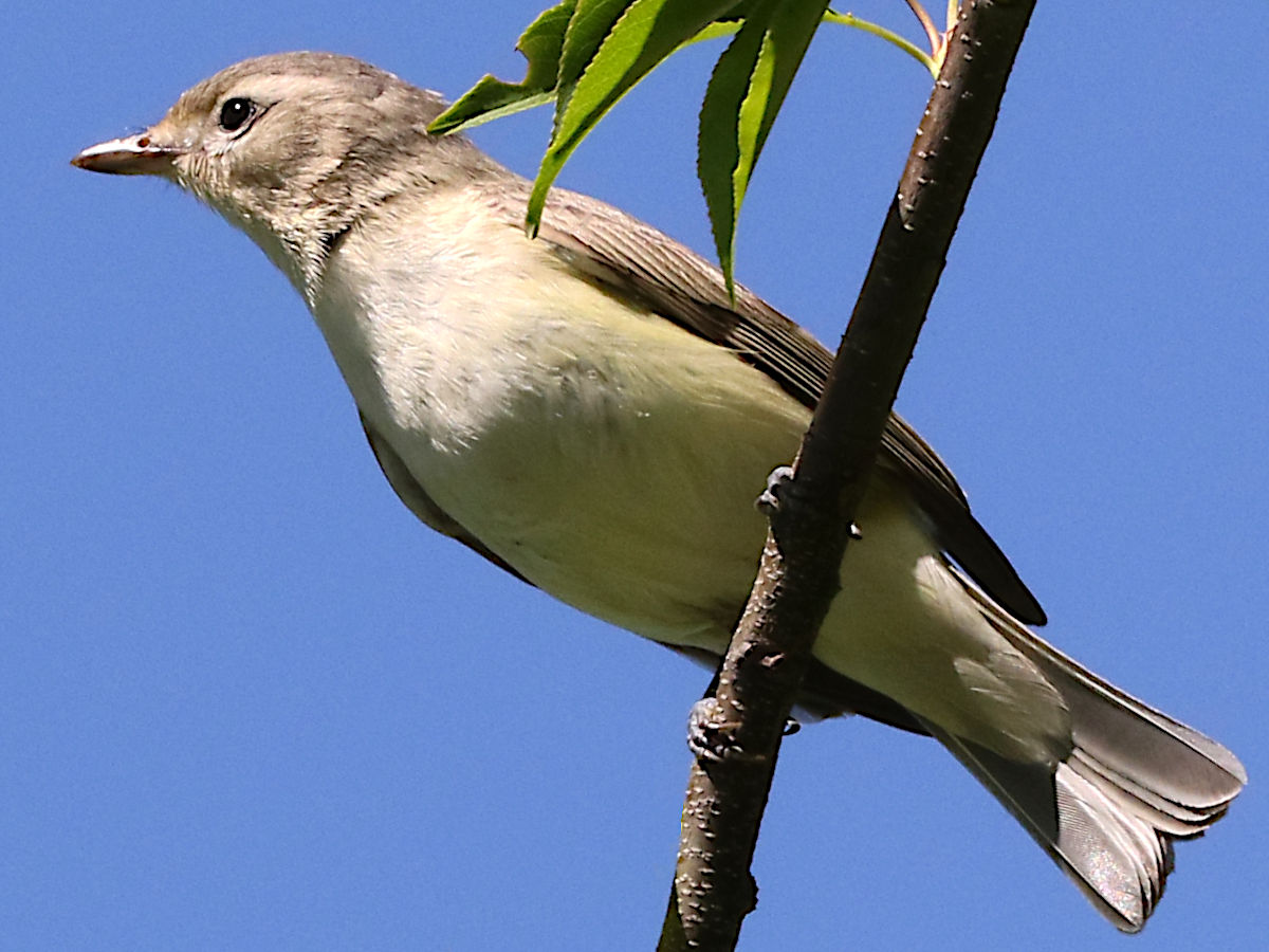 Orpheusvireo (Vireo gilvus)