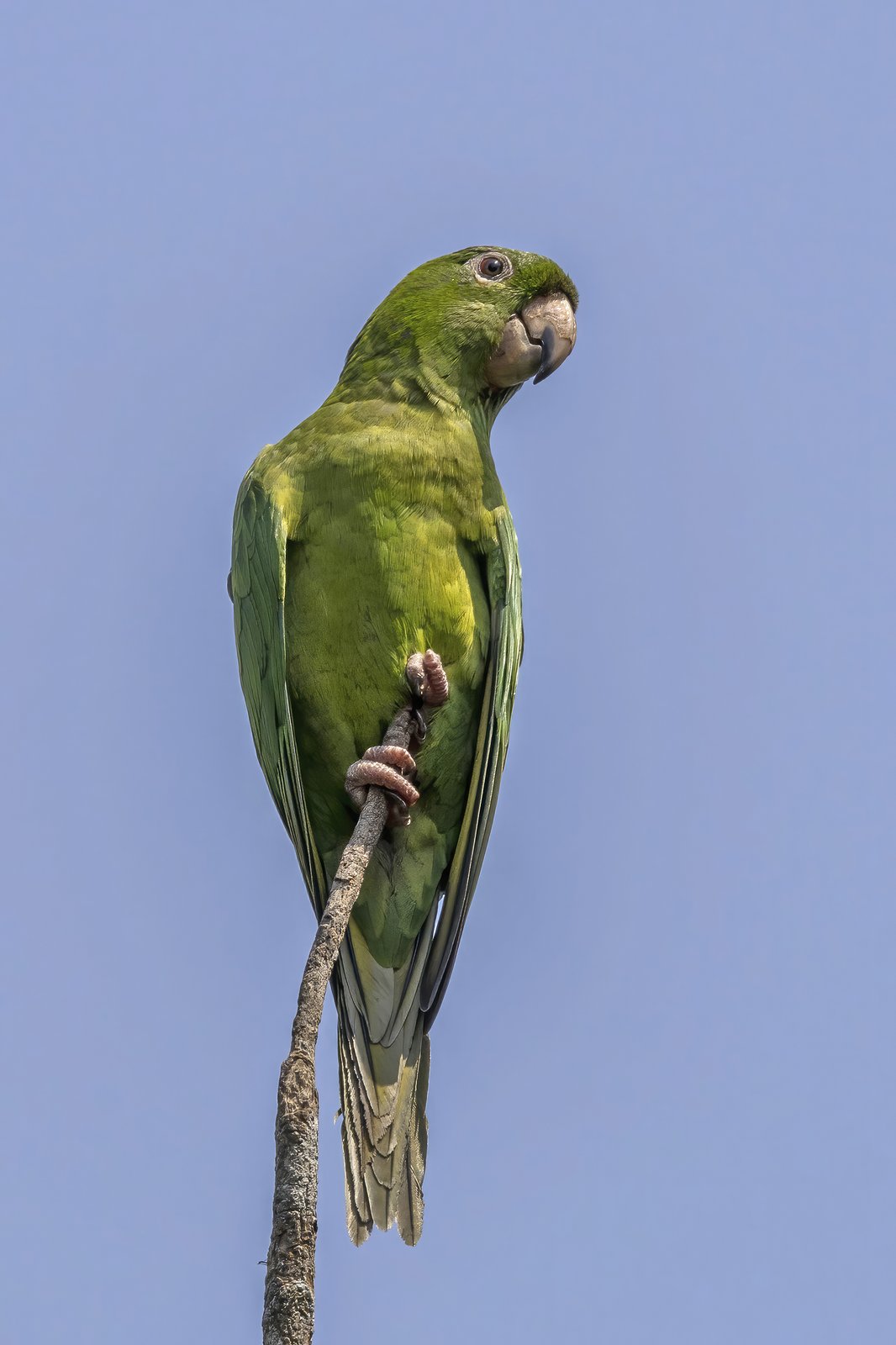 Pacifische aratinga (Psittacara strenuus)