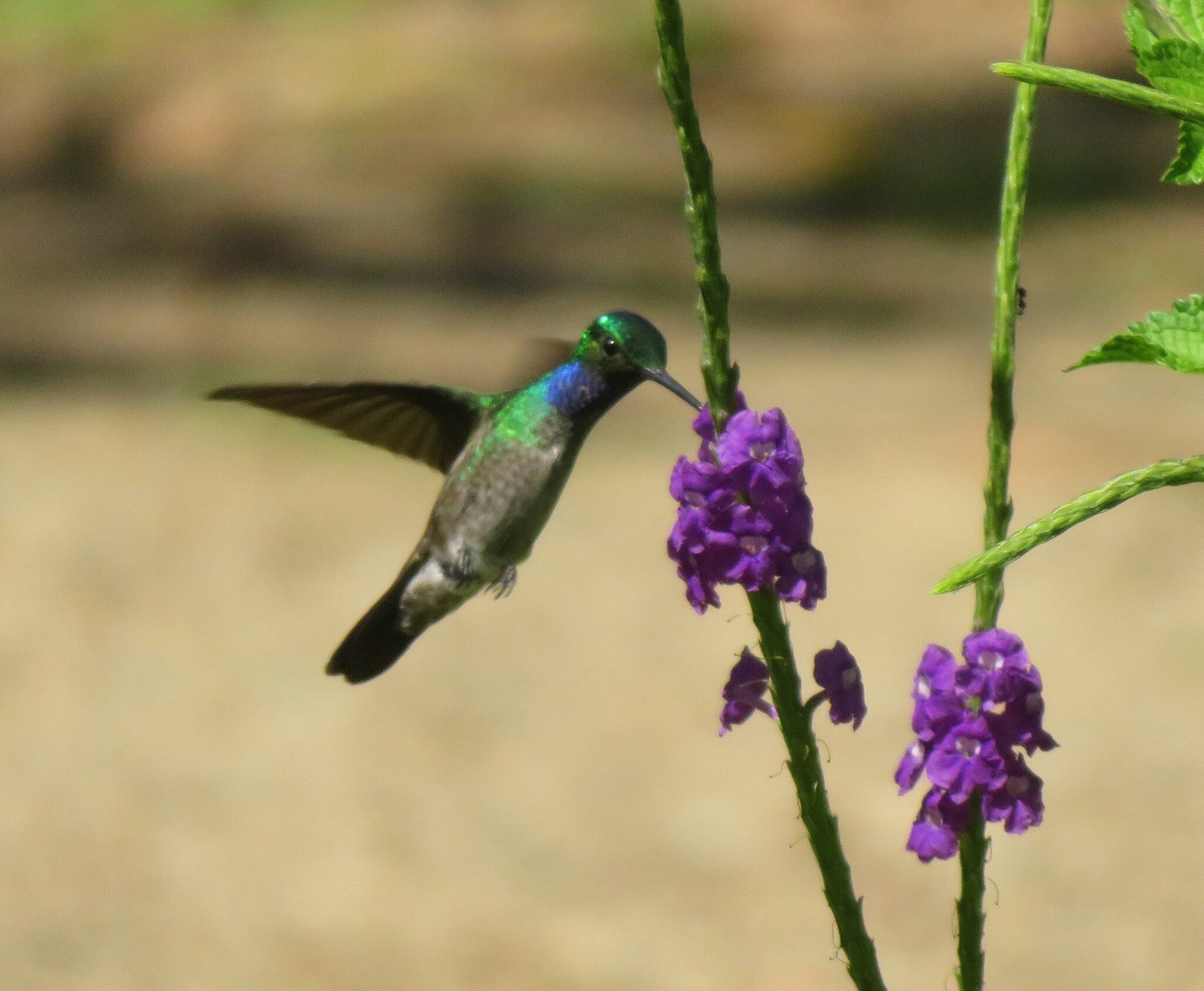 Pacifische blauwborstamazilia (Polyerata decora)