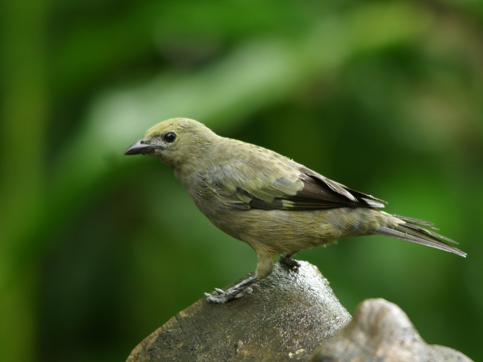 Palmtangare (Thraupis palmarum)