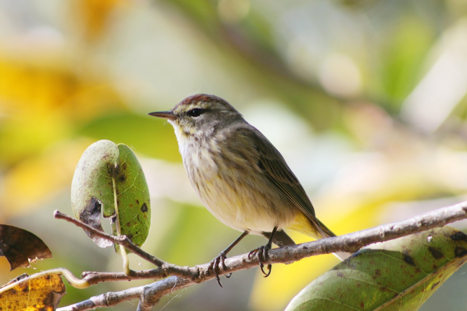 Palmzanger (Setophaga palmarum)