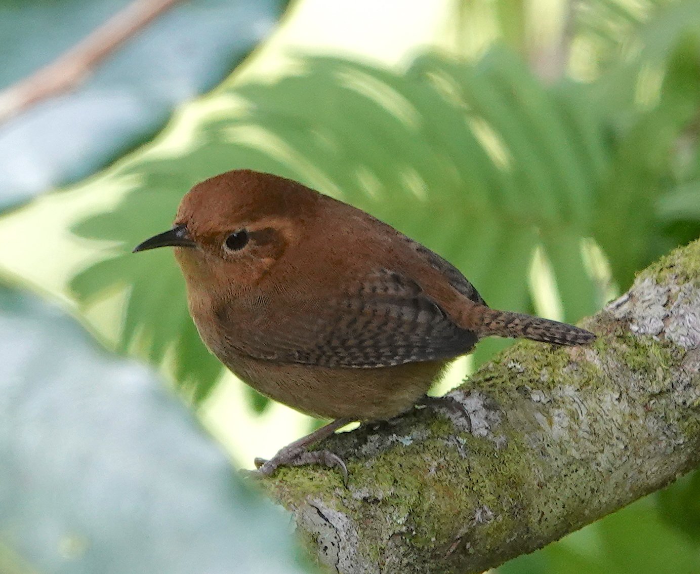 Panamese bergwinterkoning (Troglodytes ochraceus)