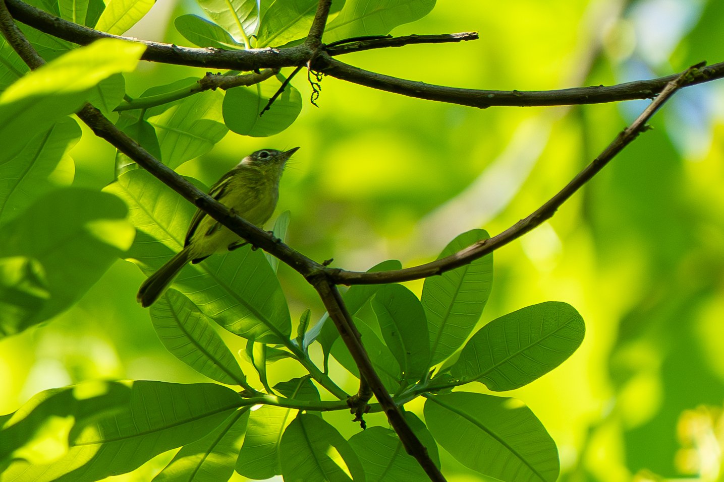 Panamese looftiran (Phylloscartes flavovirens)