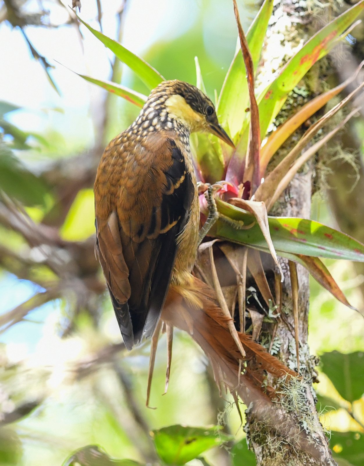 Panamese pluimoor (Pseudocolaptes lawrencii)