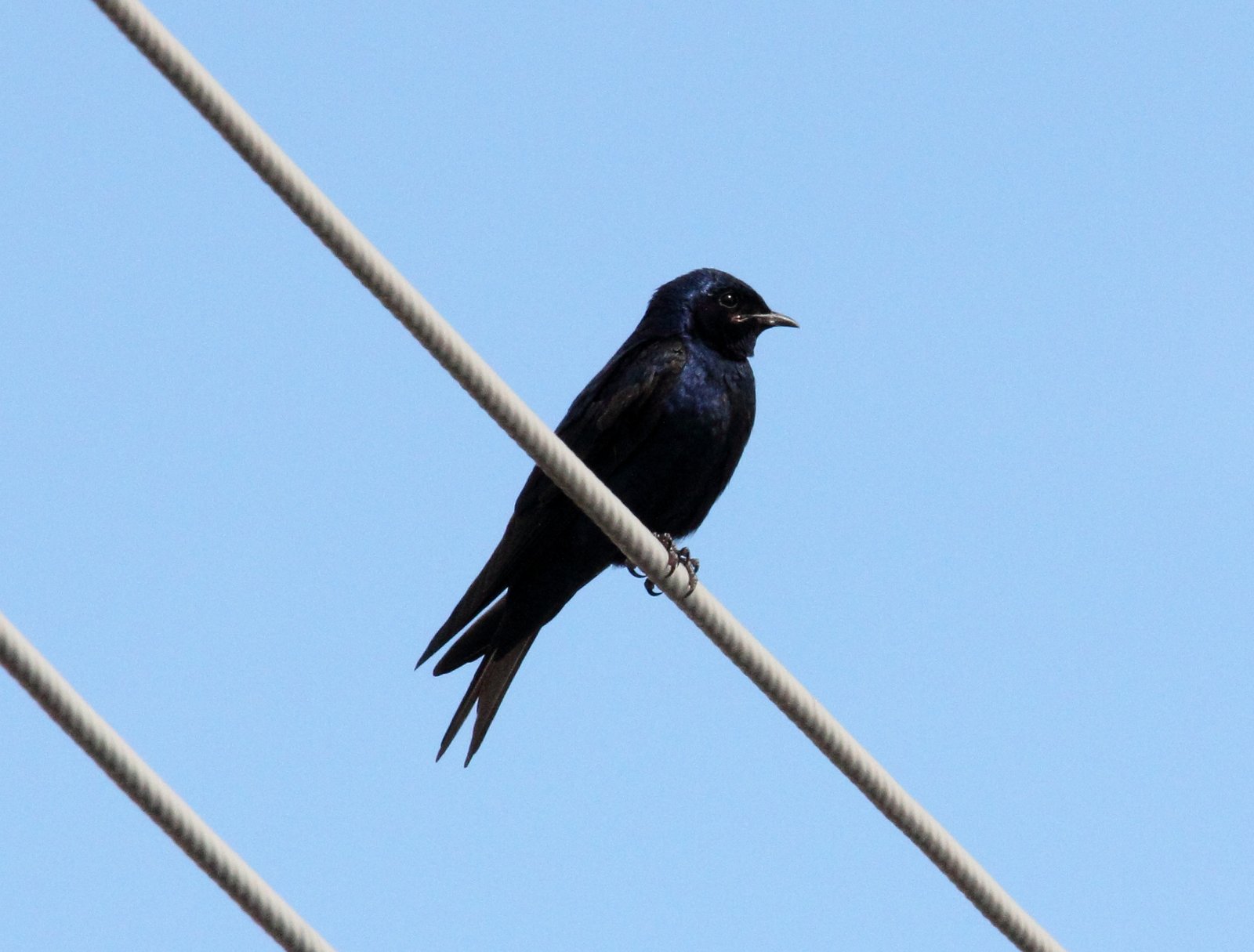 Patagonische purperzwaluw (Progne elegans)