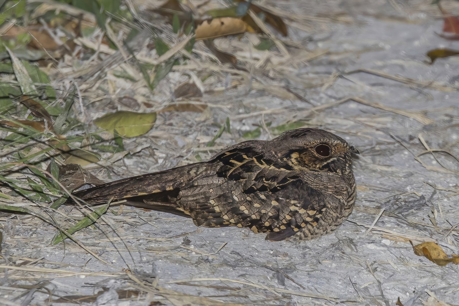 Pauraque (Nyctidromus albicollis)