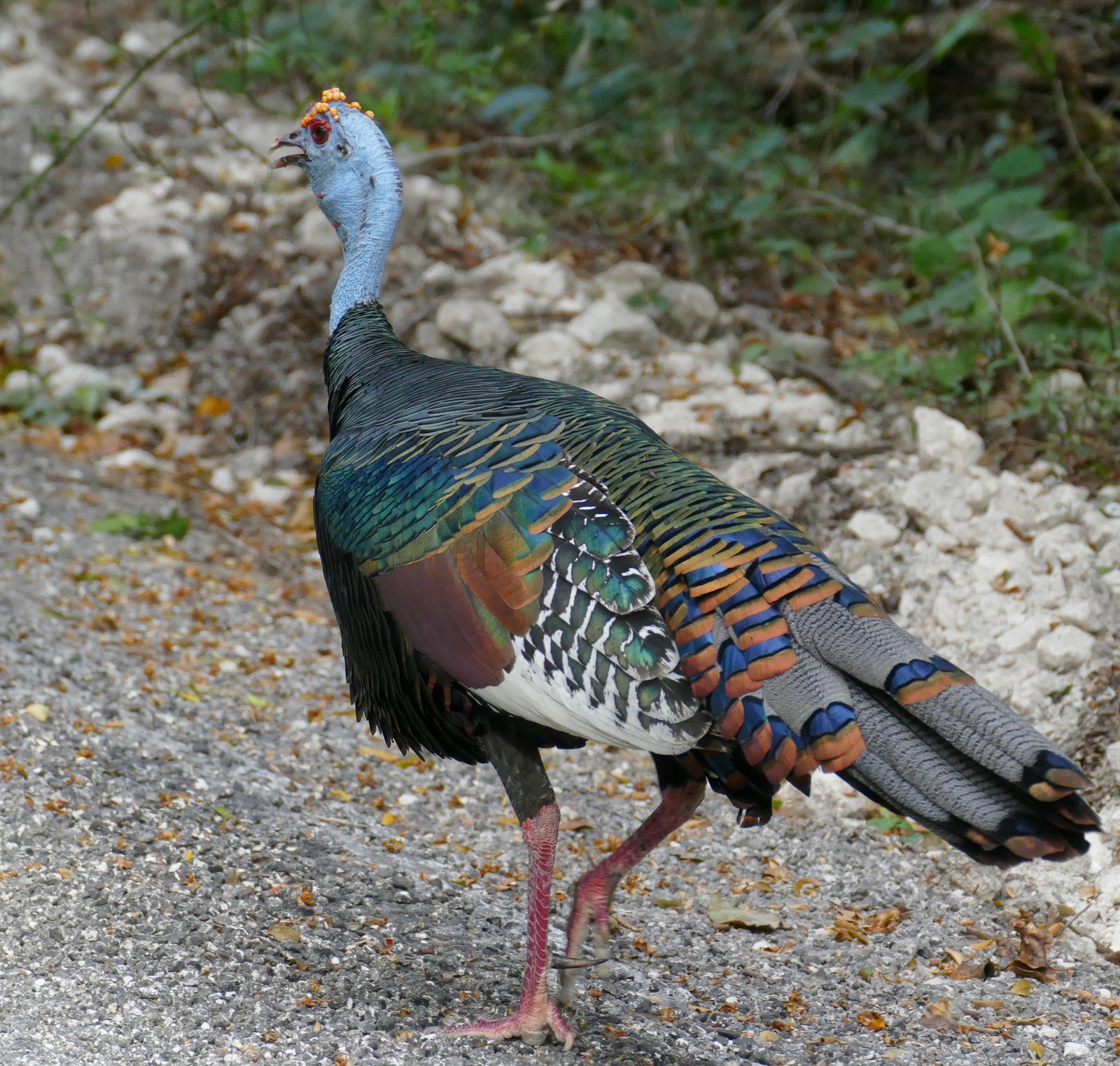 Pauwkalkoen (Meleagris ocellata)