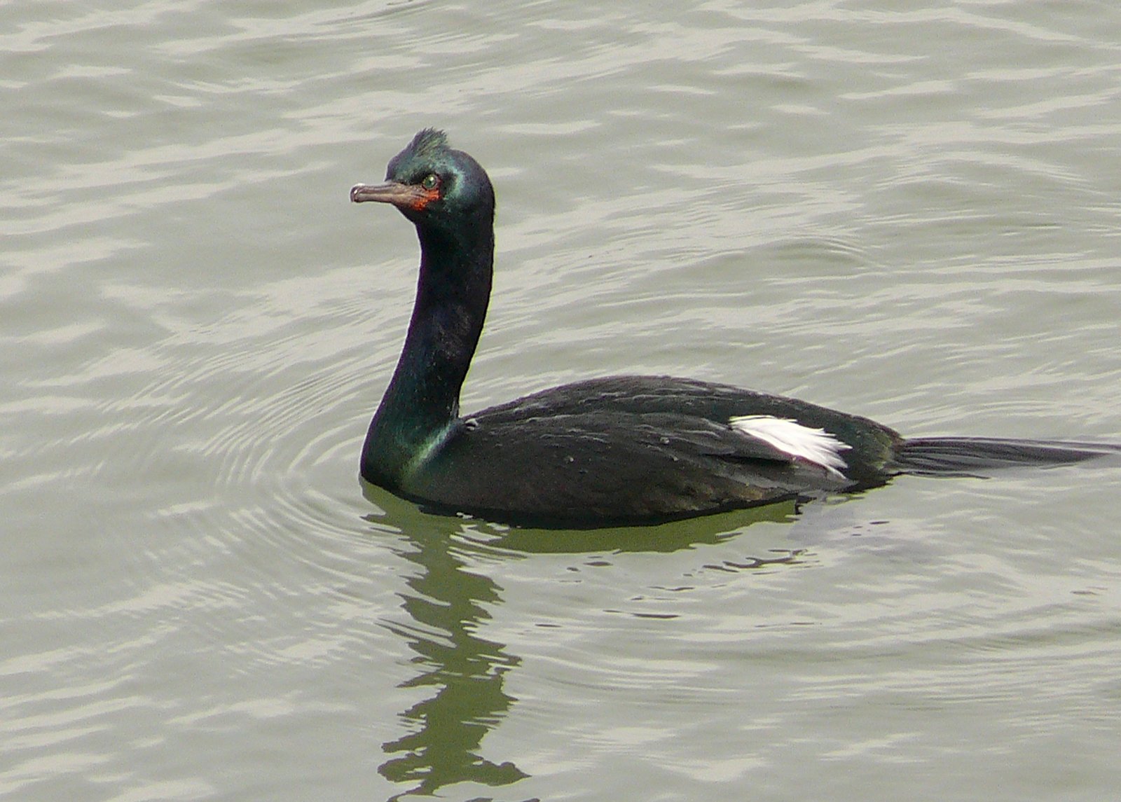 Pelagische aalscholver (Urile pelagicus)