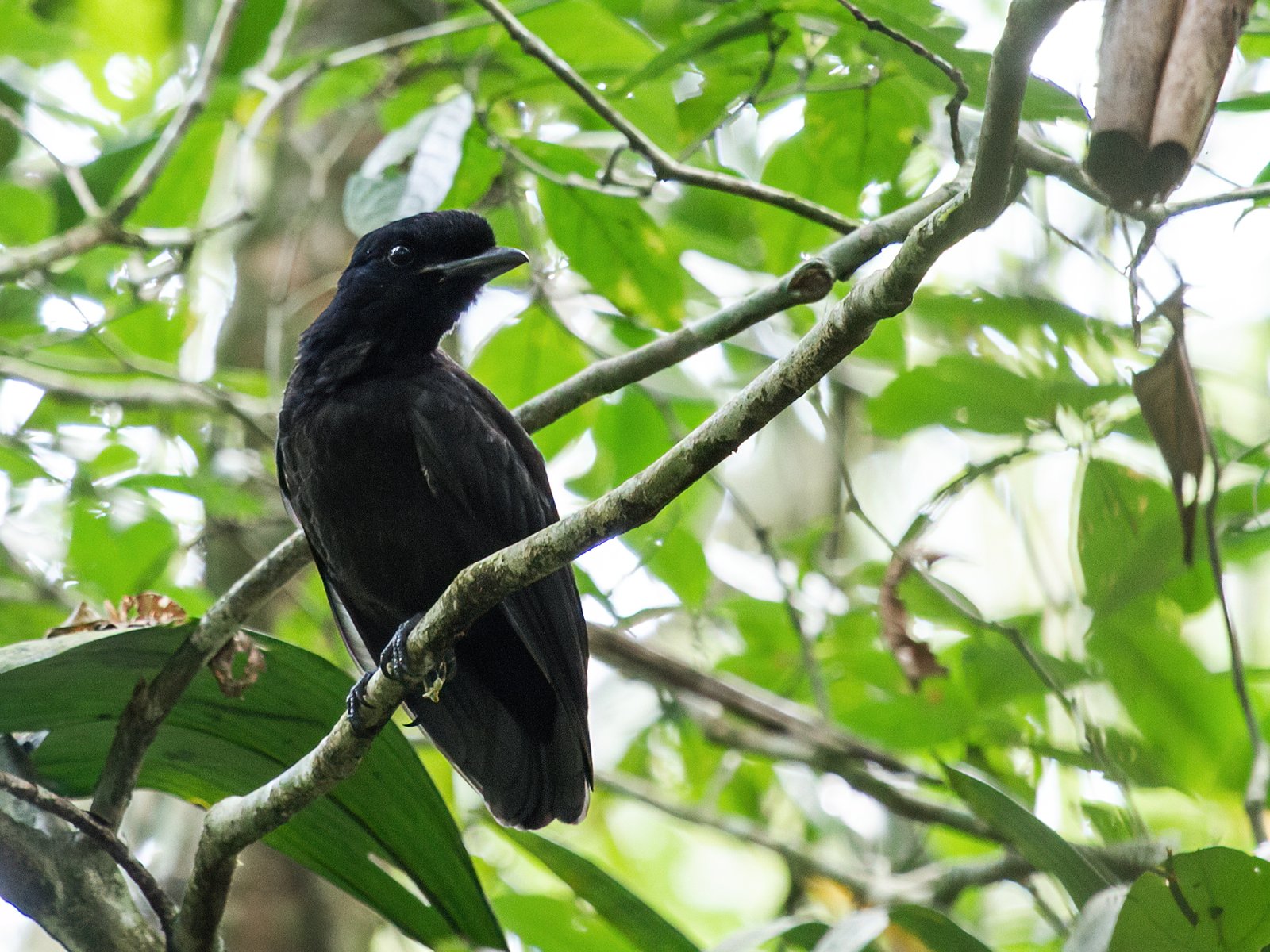 Penseelparasolvogel (Cephalopterus glabricollis)