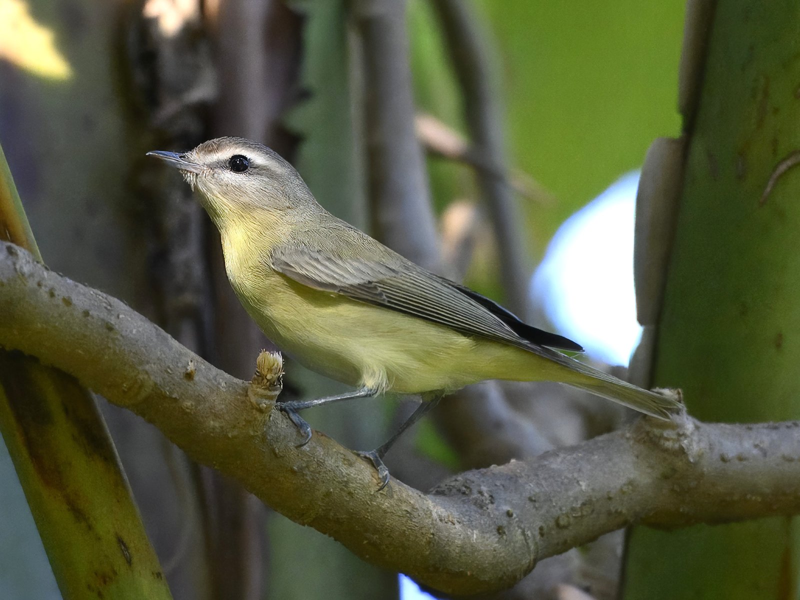 Philadelphiavireo (Vireo philadelphicus)