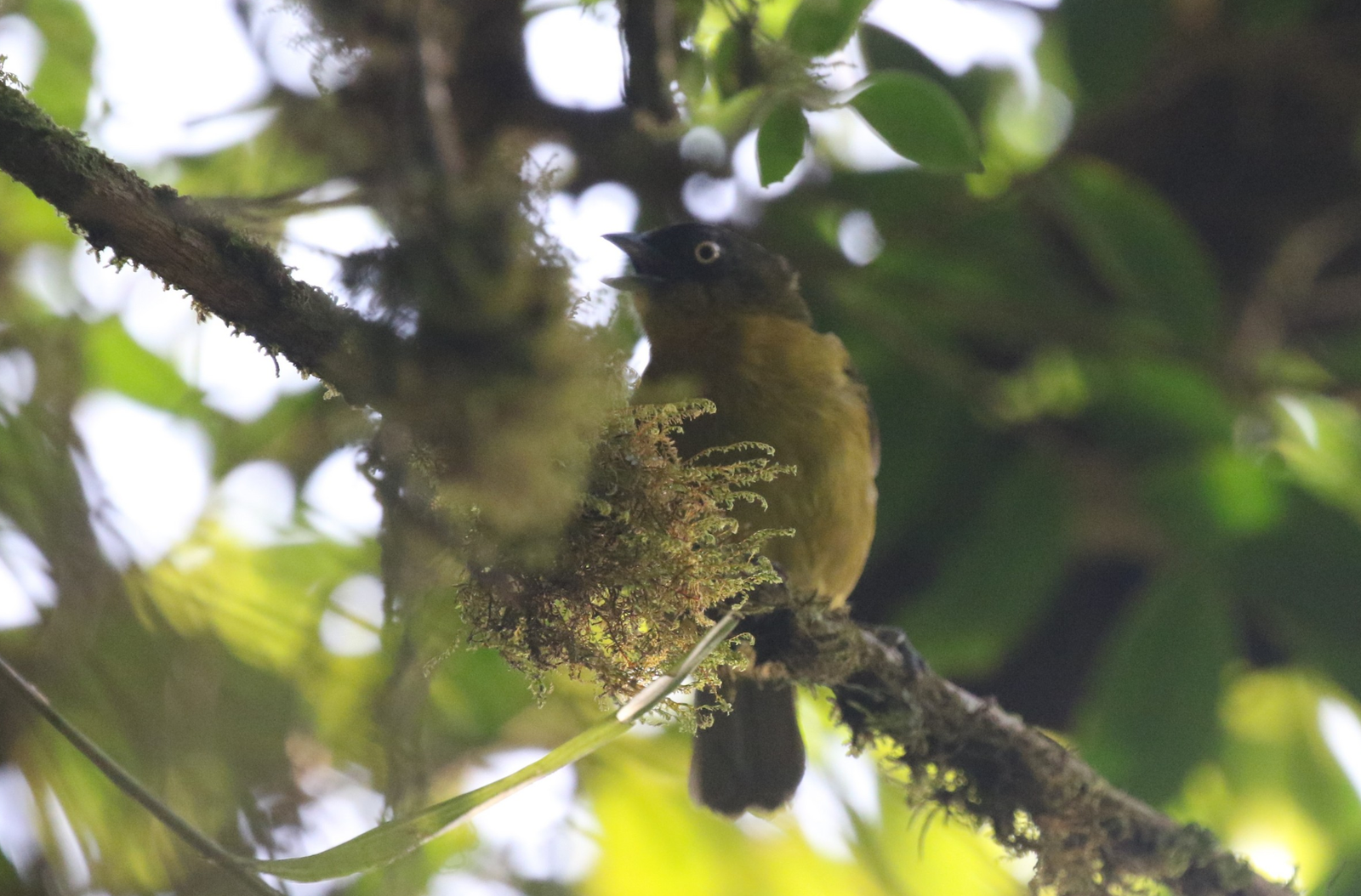 Pirritangare (Chlorospingus inornatus)