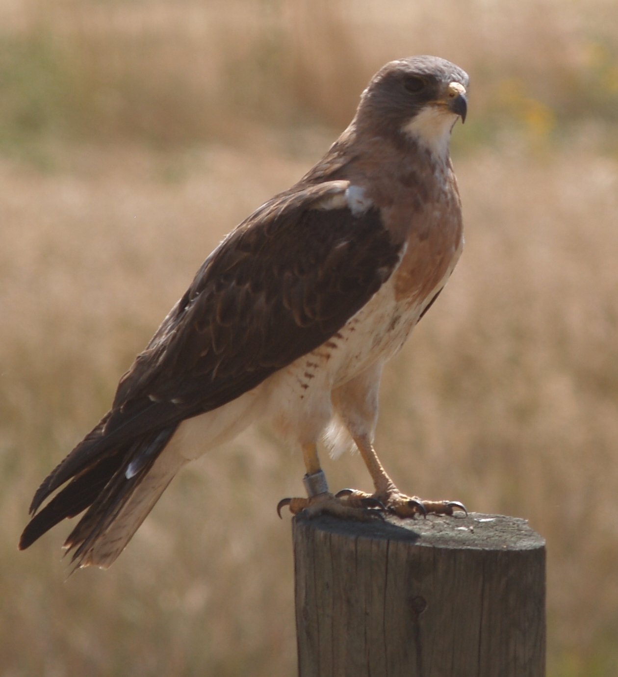 Prairiebuizerd (Buteo swainsoni)