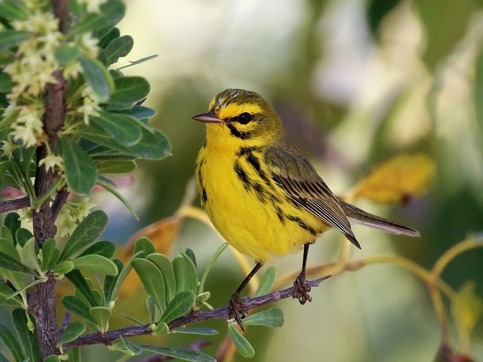 Prairiezanger (Setophaga discolor)